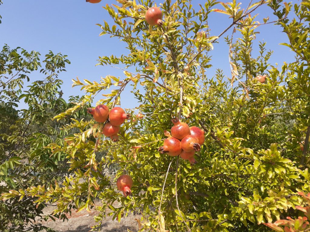 Pomegranate fruits in the garden in Puglia